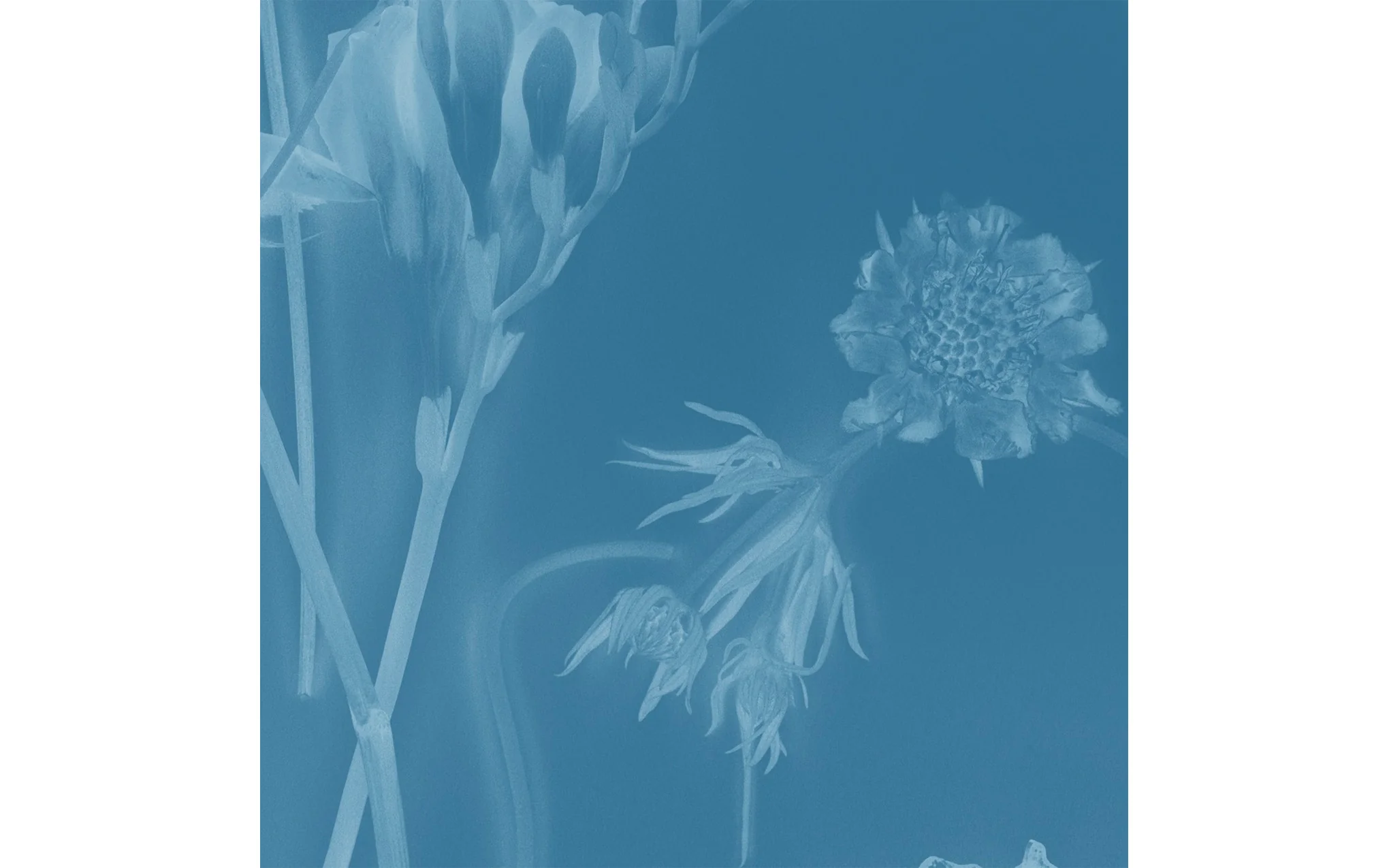 Sunprints wallpaper - Image 10