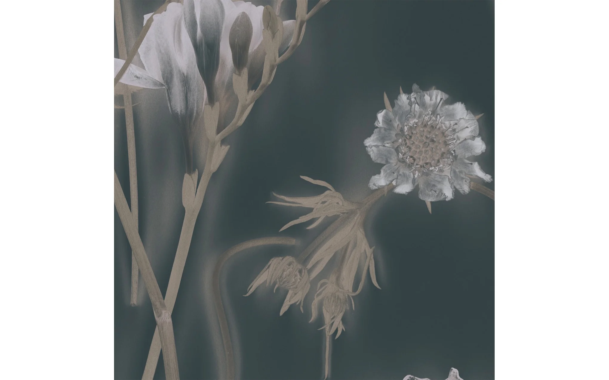 Sunprints wallpaper - Image 6