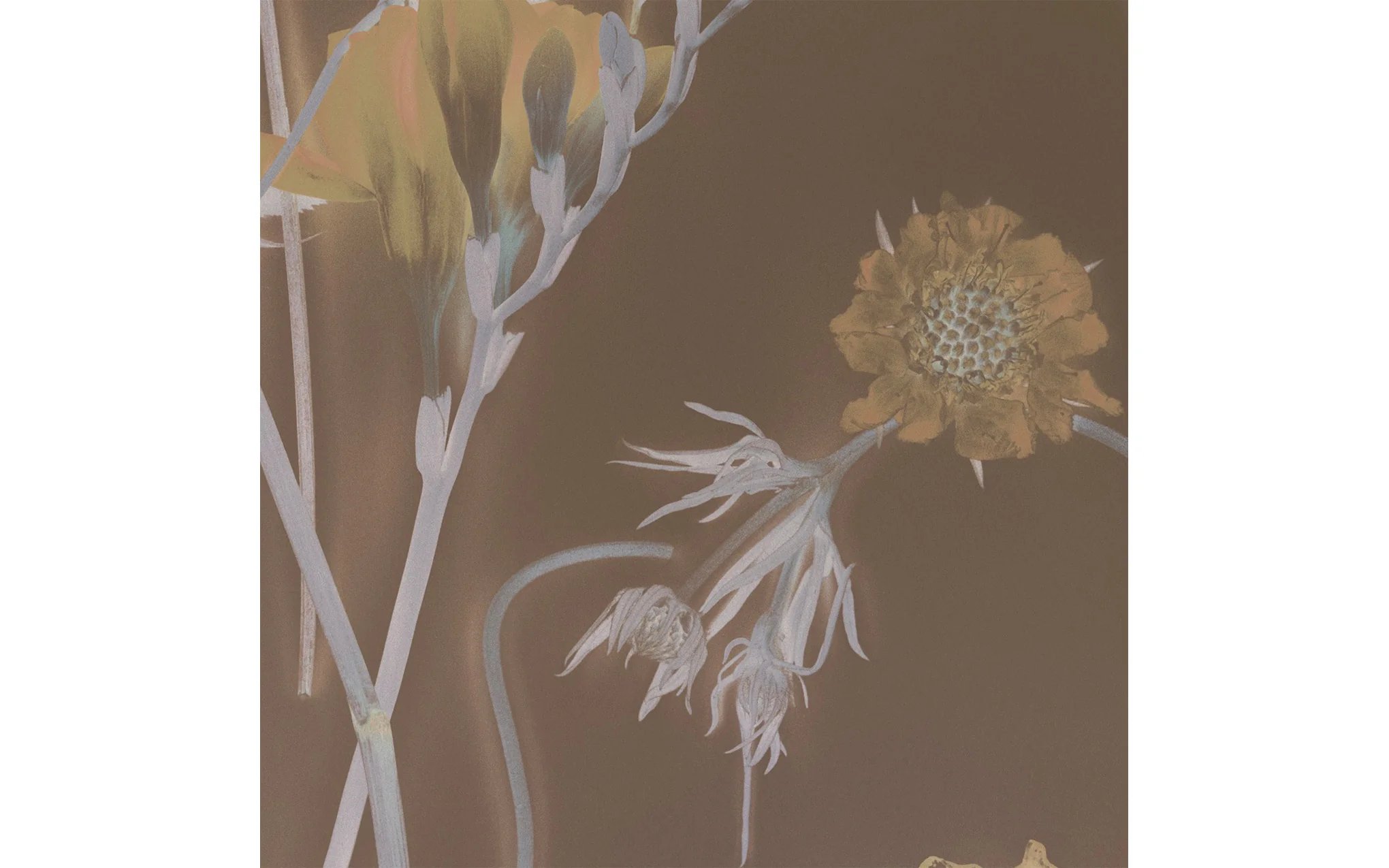 Sunprints wallpaper - Image 8